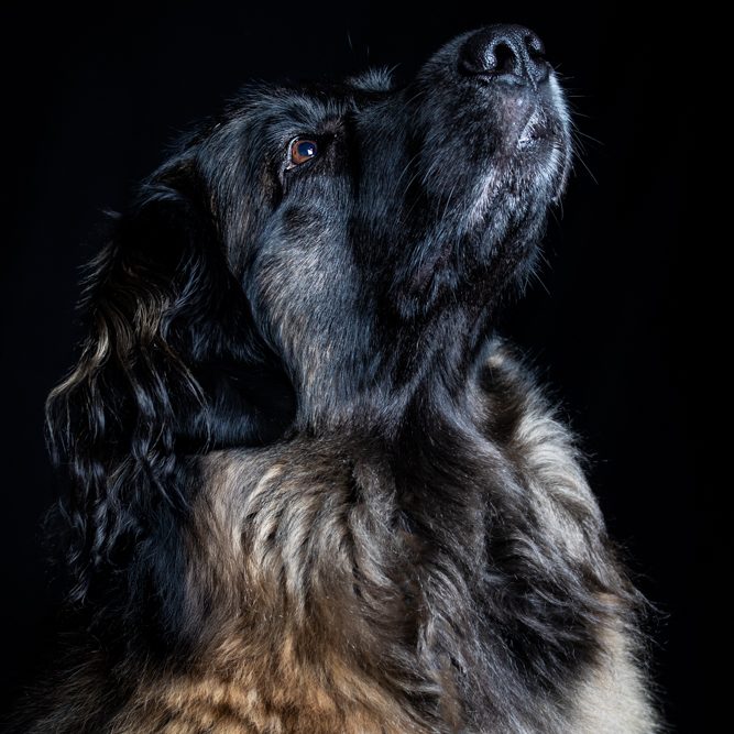 Mensch und Tier Fotografie Großer Hund schaut nach oben