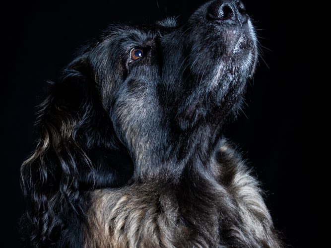 Ein schwarzer Hund mit braunen Akzenten schaut nach oben.