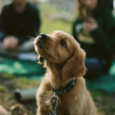 Goldener Retriever-Welpe schaut erwartungsvoll, im Hintergrund zwei Personen.