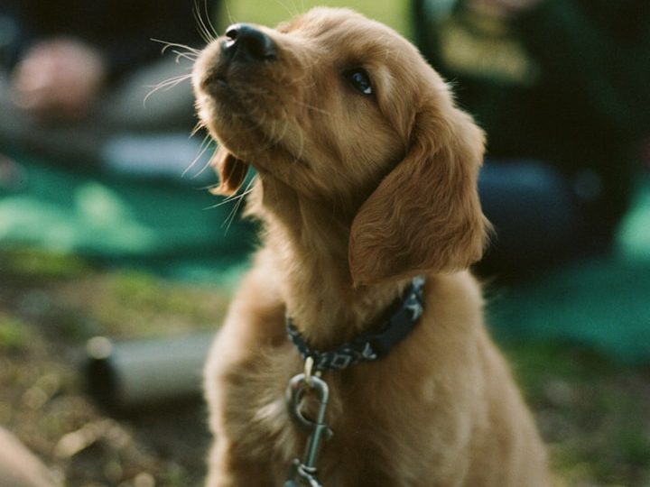 Ein neugieriger, goldener Welpe mit einem Halsband, sitzt auf dem Boden.