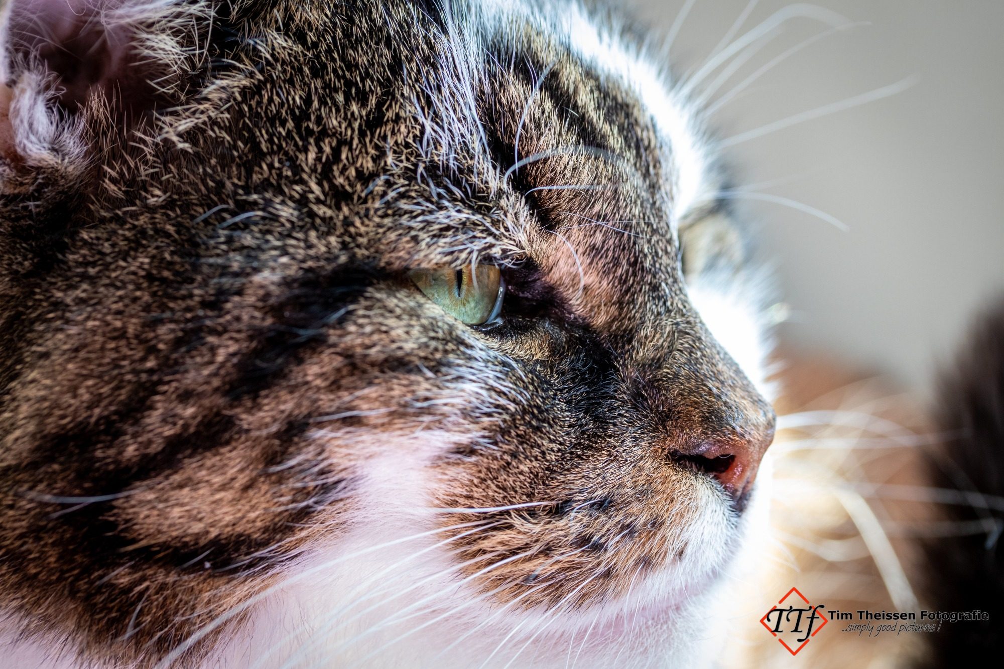 Tierfotos Nahaufnahme eines gefleckten Katers mit leuchtenden Augen und weichem Fell.